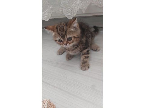 Scottish Fold Kedimiz İstanbul Tuzla