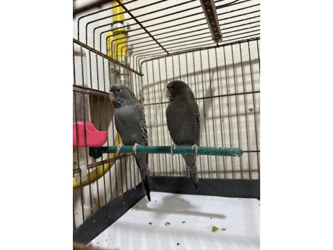 Blackface Muhabbet Kuşu