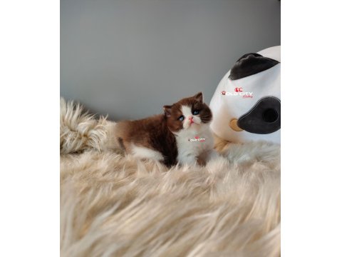 Safkan Teddy Bear British Bebeklerim