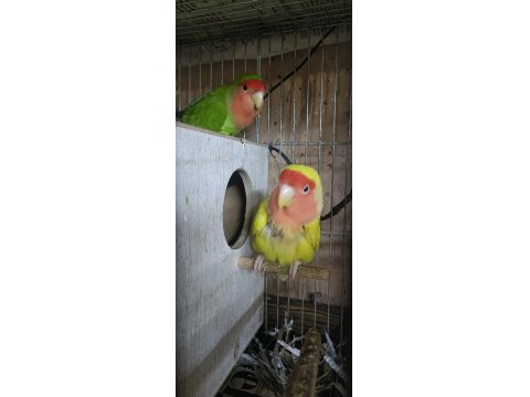 Takım Sevda Papağanı