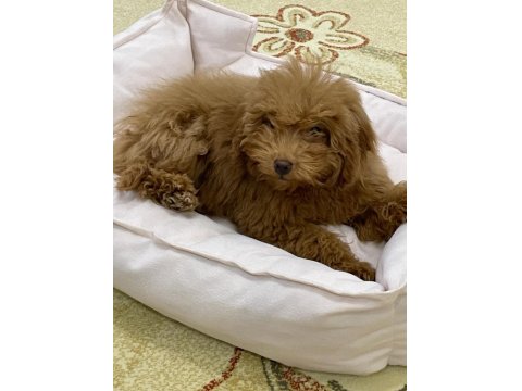 4 Aylık Dişi Toy Poodle