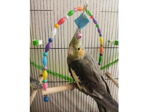 Sultan Papağanı (Ele Gelir)