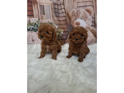 Mükemmel Toy Poodle Yavrularımız
