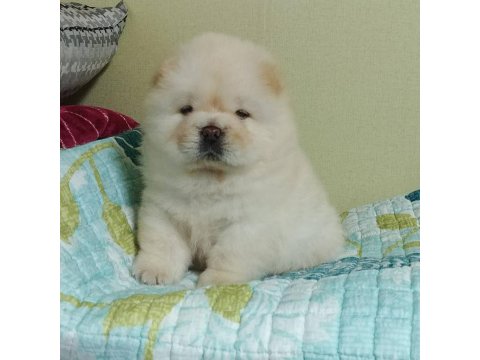 Chow Chow Köpeği Yavruları