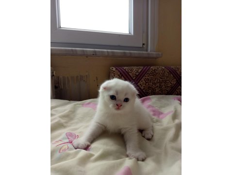 Kar Beyazı Scottish Fold Mavişler