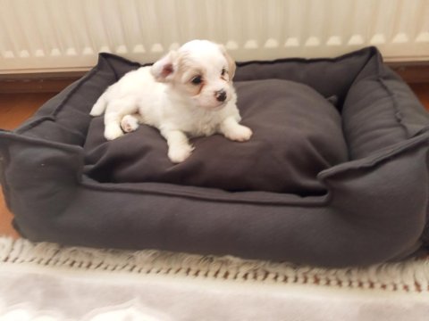 Acil Satılık Köpekler