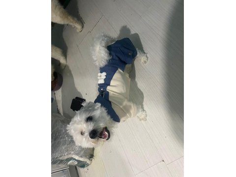 Ücretsiz 1.5 Yaşında Erkek Maltese