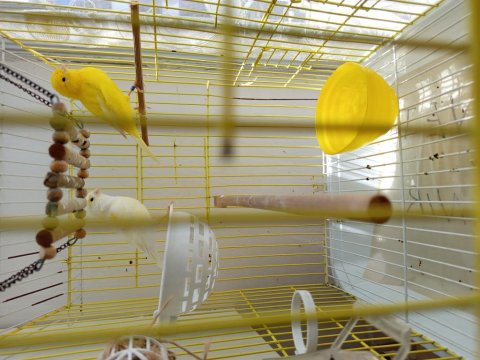 Dişi Ve Erkek 2 Adet Kafesi İle Birlikte Kanarya