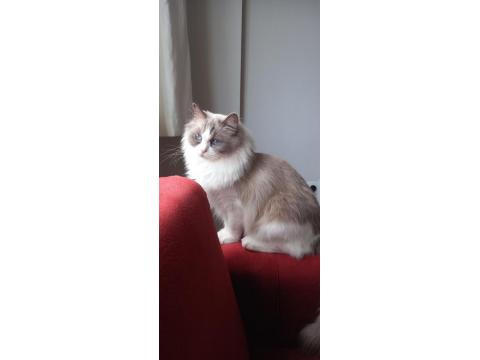 Ragdolltown - Kedi Kasabası