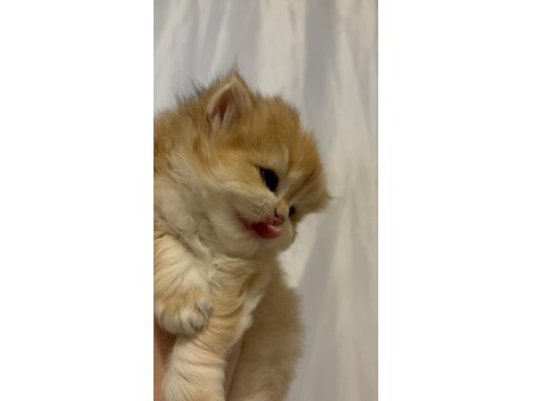 Safkan British Golden Longhair Shorthair Ny12 Yavrular