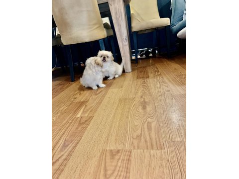 Zıpır Pekinez Kardeşler