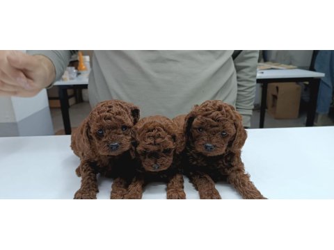 Toy Poodle Yavru Köpekler