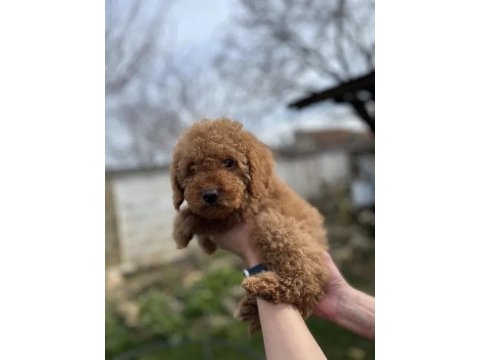 Ev Üretimi Poodle Yavrularımız