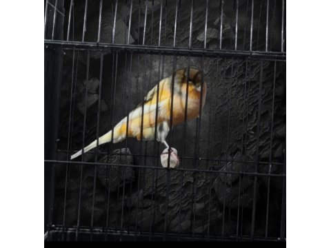 Yorkshire Kanaryalar