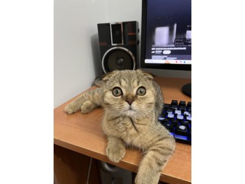 Yavru Scottish Fold Uysal