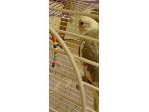 8 Aylık Dişi Eğitime Ve Eşe Uygun Sultan Papağanı