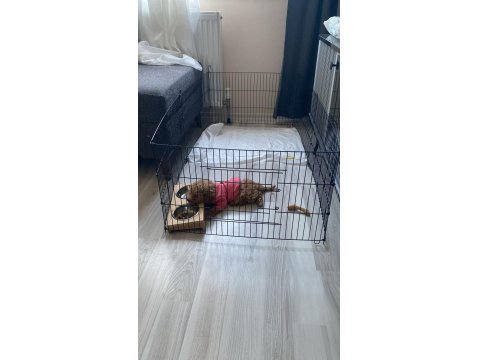 9 Haftalık Dişi Apricot Toy Poodle