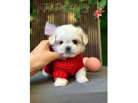Mini Maltese Terrier