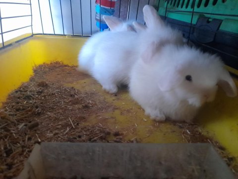 İzmir İçi Hollanda Lop Tavşanı