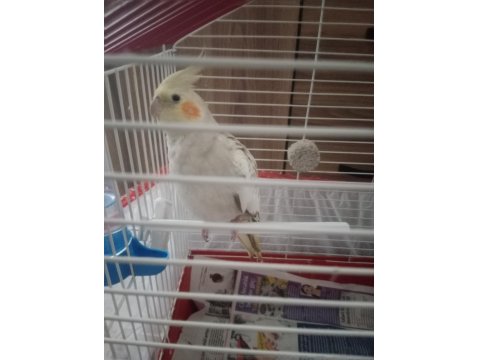 Özenle Baktığımız Papağanımız Yeni Yuvasını Arıyor