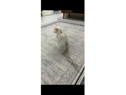 2 Yaşında Dişi Tüm Aşıları Yapılmış Kızana Gelmek Üzere British