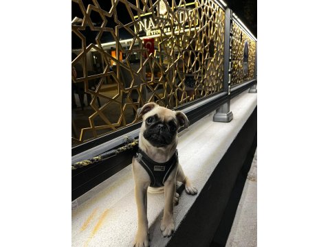 8 Aylık Dişi Çok Enerjik Çok Oyuncu Pug