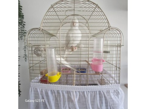 Evcil Sultan Papağanı Çift Halinde Hazır