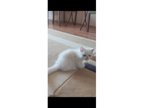 Odd Eyes Yavru Beyaz Renk Erkek Kedimiz