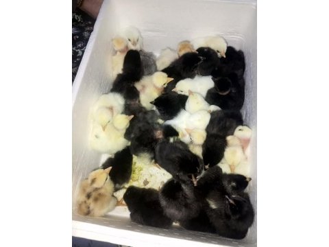 Yeni Çıkım Civcivler Rengarenk