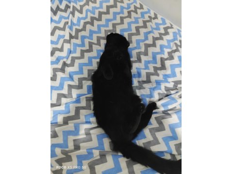 Acil Ücretsiz Sahiplendirme Siyah Scottish Fold