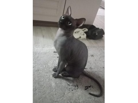 Venüs Adlı Sfenks Kedimize Acil Yuva Arıyoruz