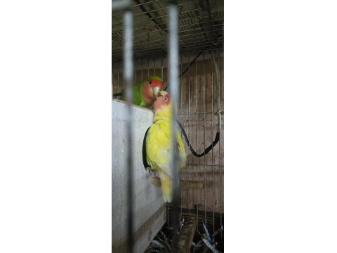 Takım Sevda Papağanı