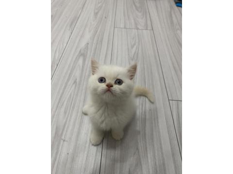 Teslime Hazır British Shorthair Red Point