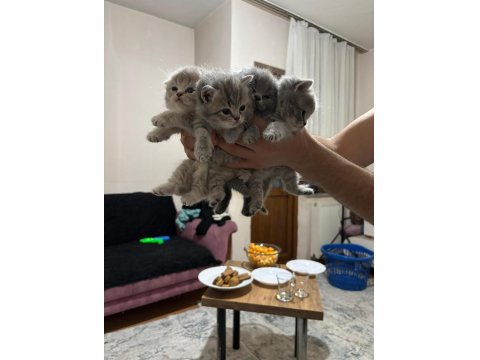 2 Aylık Bebek Kedilerimiz