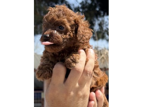Toy Poodle Minik Kalplerin Büyük Neşesi!