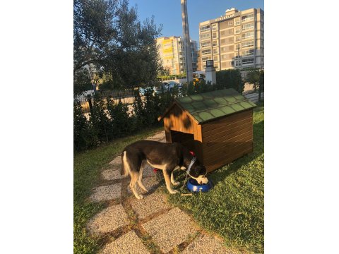 Husky Kırması Erkek Kısır Çipli