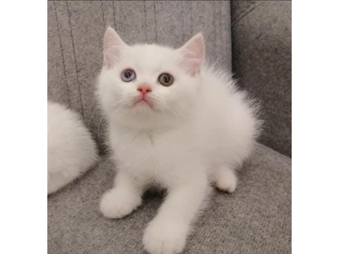 British Shorthair Ve Longhair Bebekler