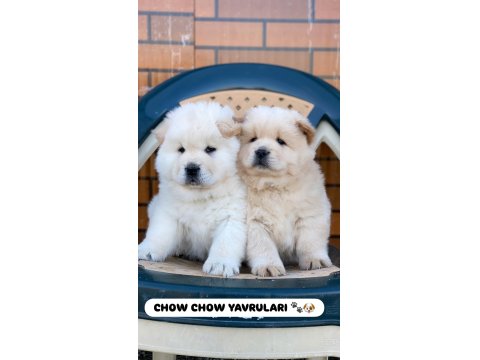 Ayı Surat Chow Chow Yavruları