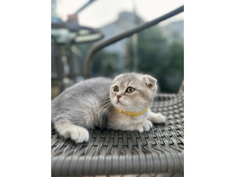 Ev Ortamında Eğitimleri Tam Dişi Scottish Fold