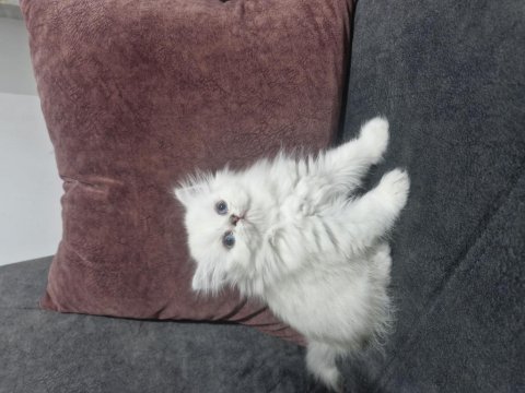 Deniz Gözlüm British Longhair (Ücretli)