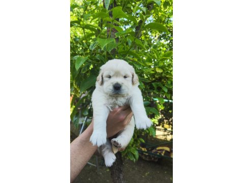 Bayramdan Sonra Teslime Hazır Golden Retriever Yavruları