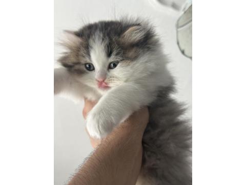 1.5 Aylık British Longhair Melek Gibi Yavru