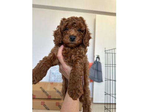 Anne Altından Toy Poodle Bebekler