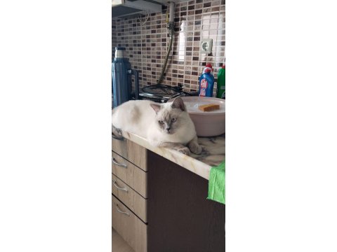 Safkan British Shorthair Anne Ve Babadan Olma Minik Yürekler