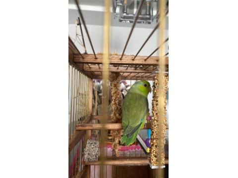 Yavru Forpus Papağanı 45-50 Günlük