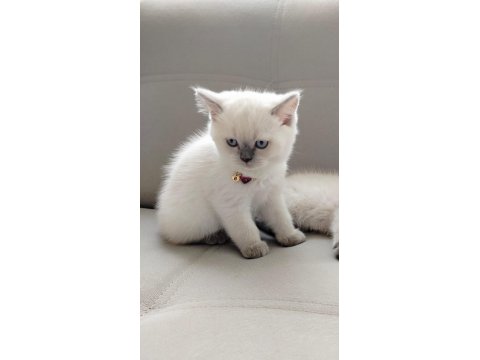 Bayram Şekeri Kedimiz