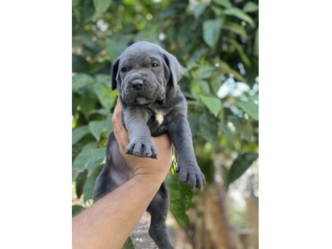 Sağlık Ve Irk Garantili Cane Corso Yavrularımız