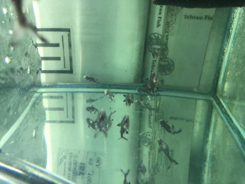 5-6 Cm Boylarda Challenger