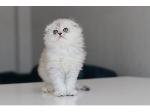 Full Şecereli Babadan Teslime Hazır Erkek British Longhair