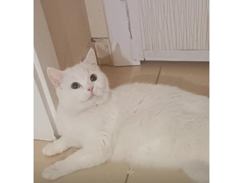 İki Adet Yavru Kedimiz Sahiplenme Yapılacaktir